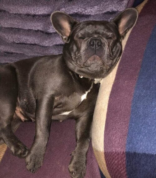 Dognappers pretend to pet French bulldog before grabbing her and running away