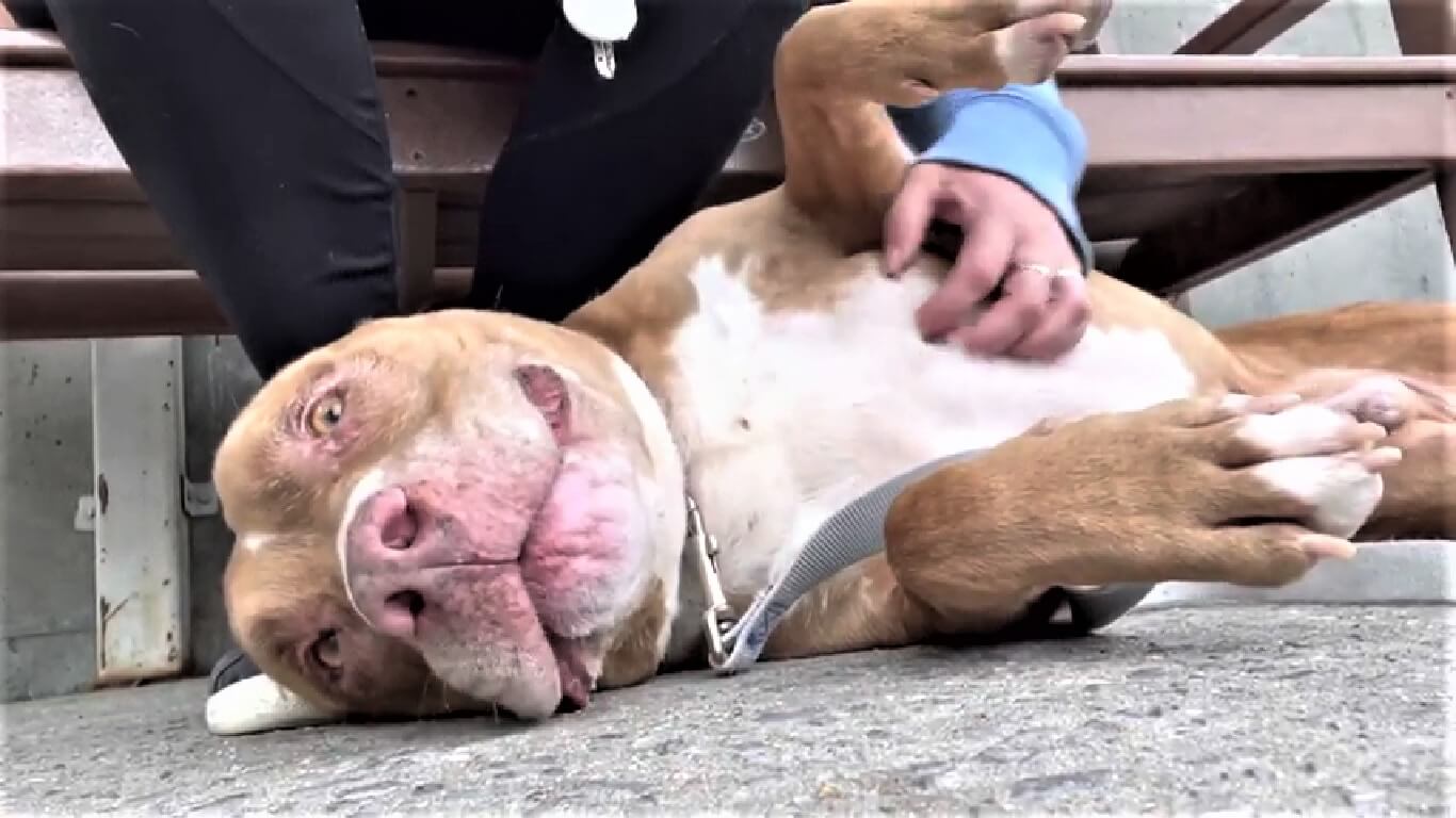 Owner called Kiry a ‘nice dog’ as she dumped him at crowded NYC shelter after 10 years