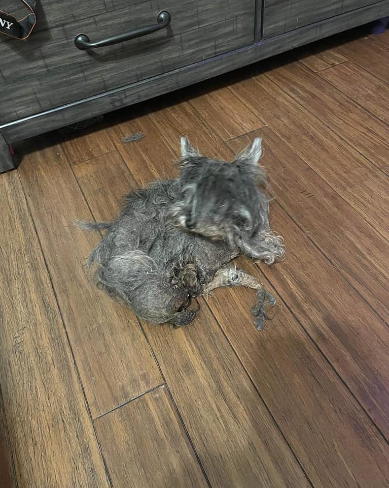 Tiny dog forgotten in a cage until rescue arrived and her life is changing