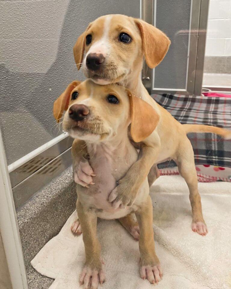 Puppies abandoned on side of road in Guam now at Kitsap Humane Society waiting for loving homes