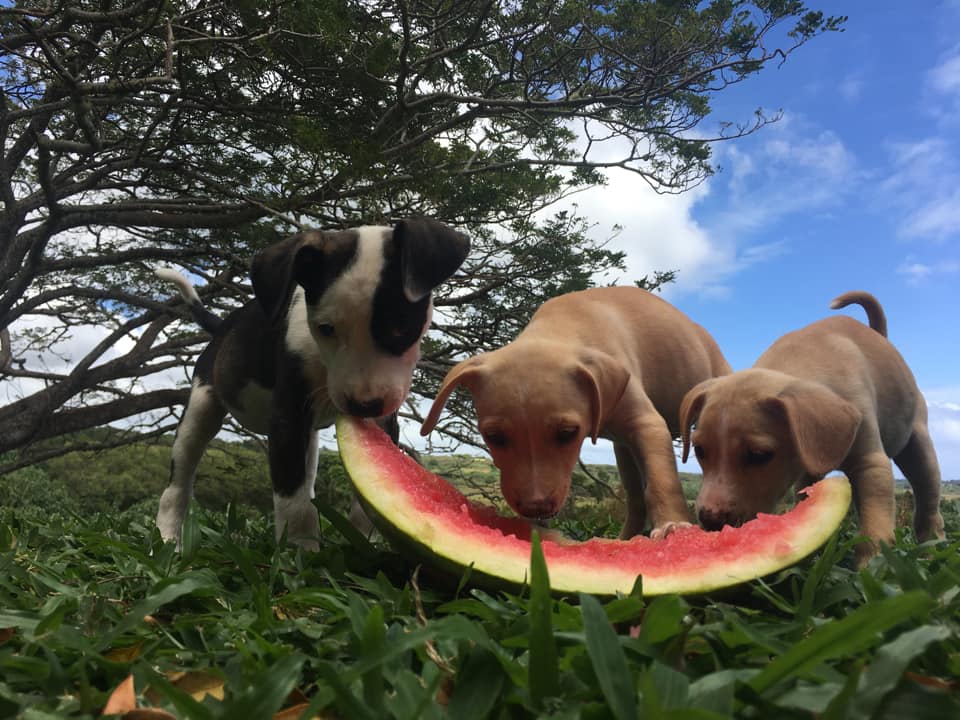 kitsap-puppies1