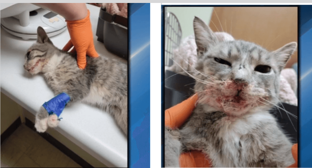 Kitten abandoned in carrier off interstate – her feet were taped together and glue found in mouth and nose