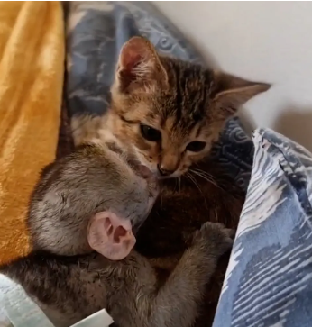 Orphaned kitten and baby monkey adopted each other in heartwarming friendship