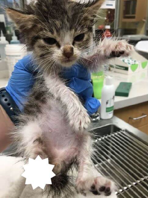 Tiny kitten suffering from traumatic leg injury needs our help