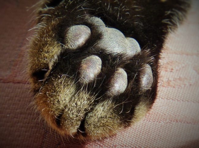 kitten paw