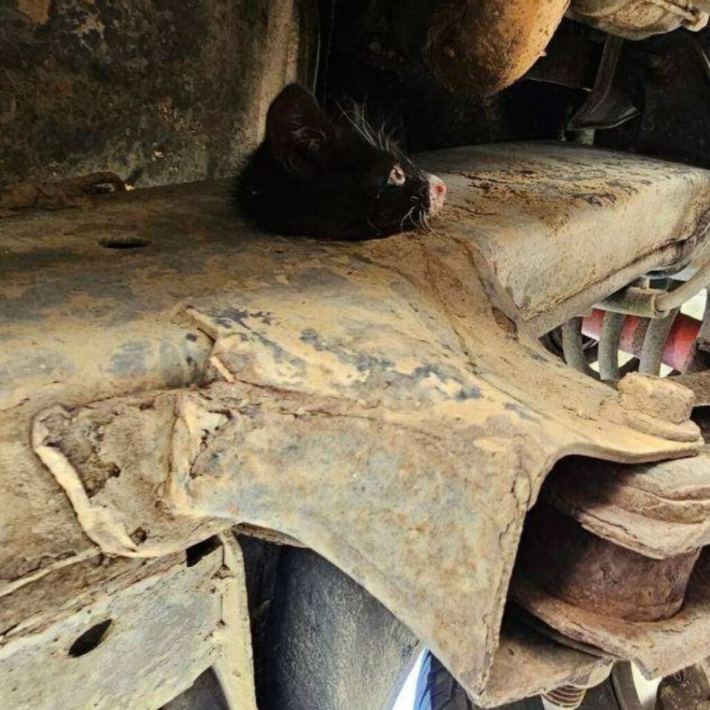 kitten-truck-1-1030x1030-1