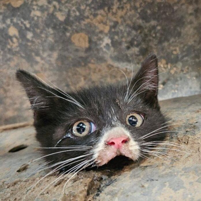 Tiny kitten stuck in truck frame rescued in San Diego County