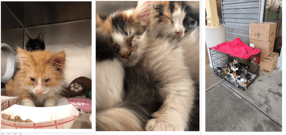 Surveillance video shows women abandoning multiple boxes of ailing kittens