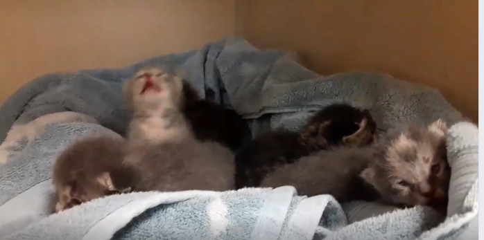 Kittens surrendered after neighbor’s dog killed mother cat