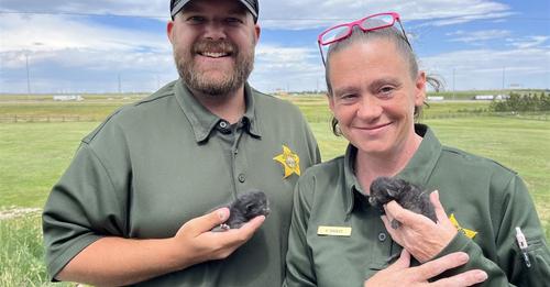 Mom and her 3 kittens trapped in barbecue grill rescued