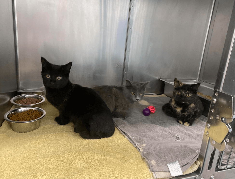 kittens-off-bridge-4