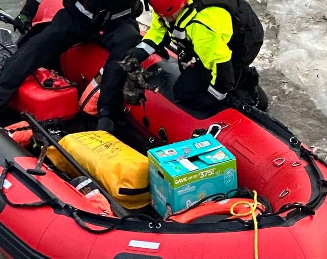 Three stranded kittens discovered in a box thrown off bridge in Port Washington