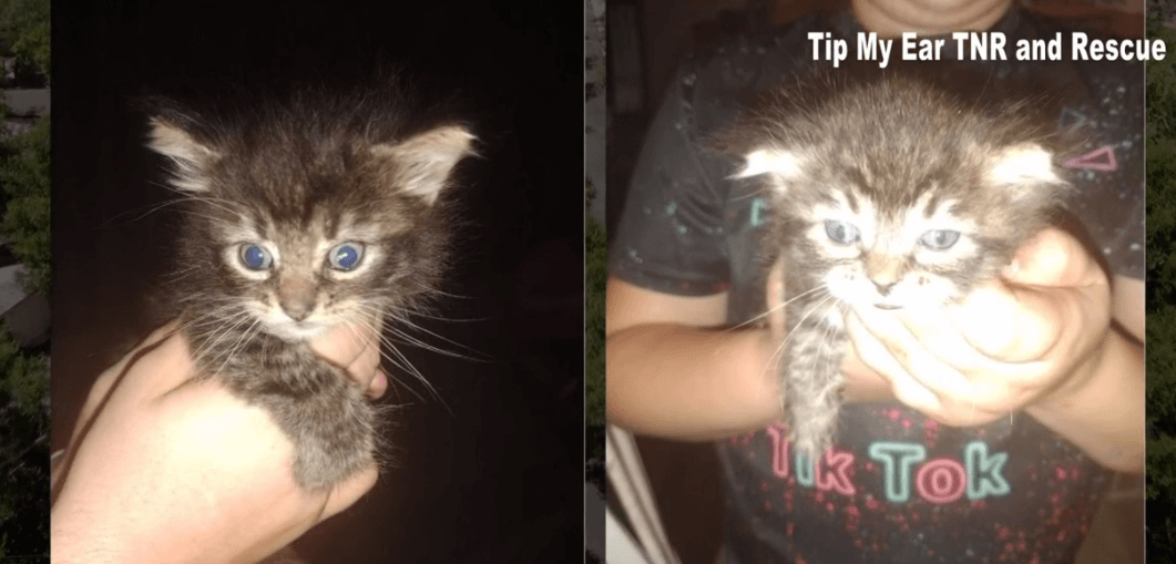 Kittens saved