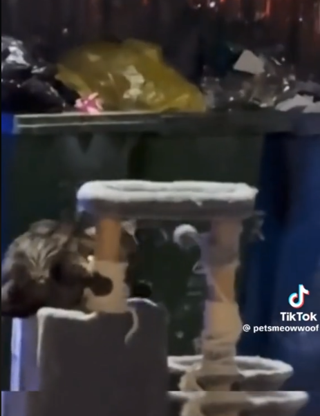 Stray kitty finds holiday joy as he plays with discarded cat tree by dumpster