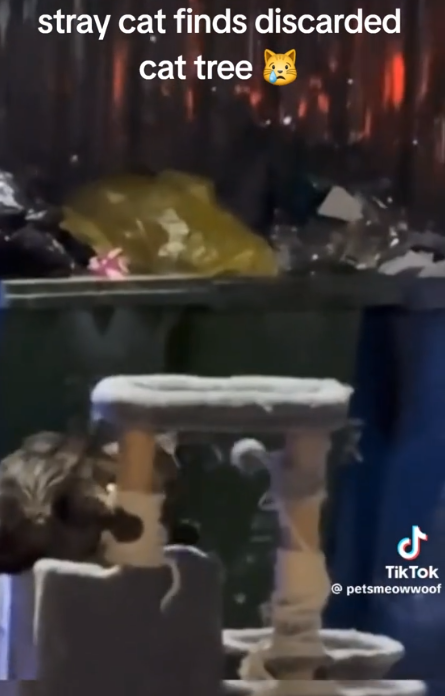 kitty-finds-toy-tree