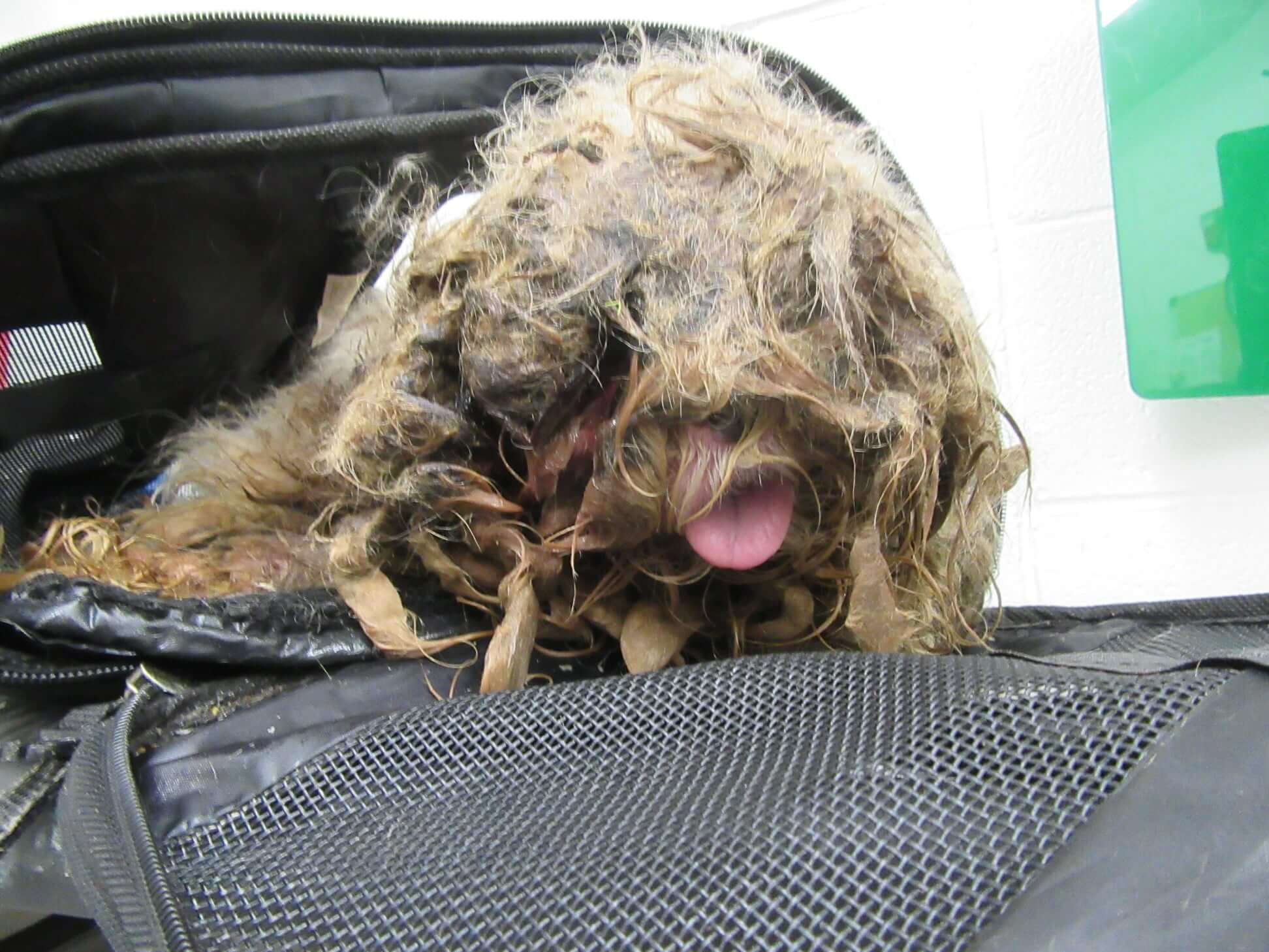 Dog abandoned in carrier and left behind at Knoxville dumpster