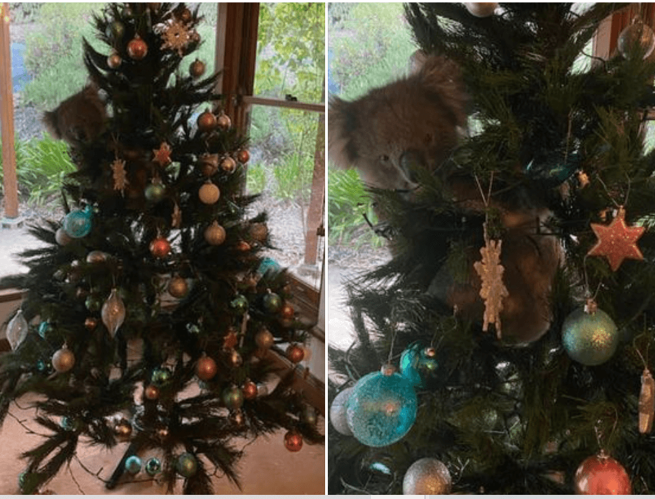 Koala in christmas tree