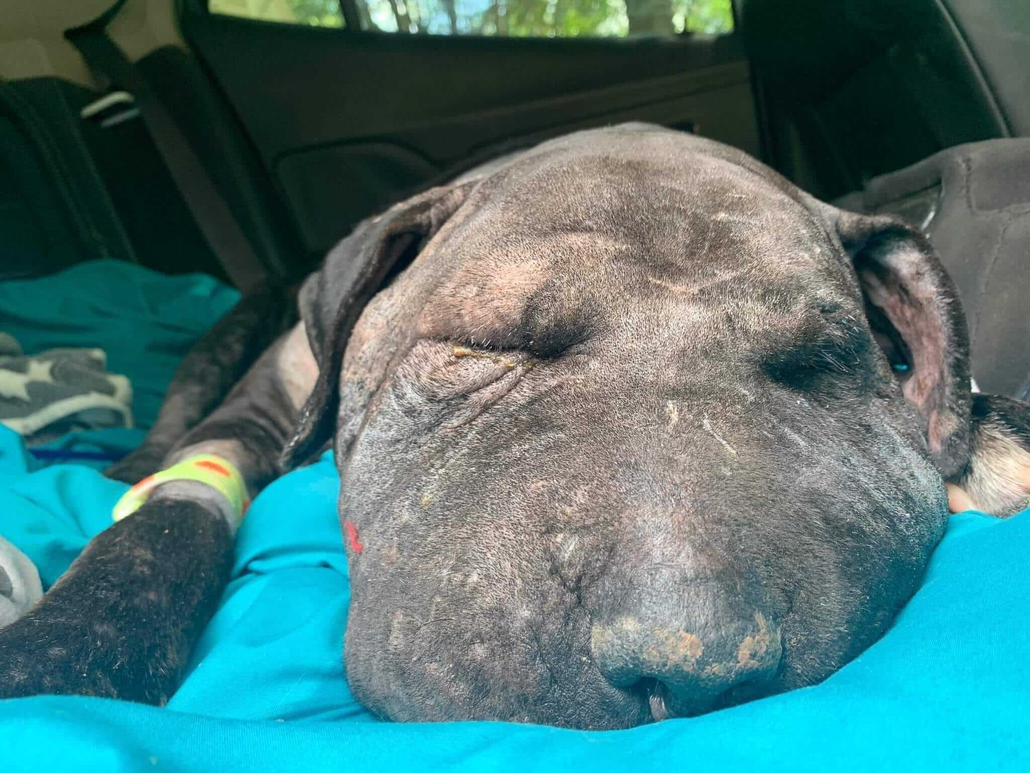 Stray pup had been out on the streets for more than a year suffering until help arrived