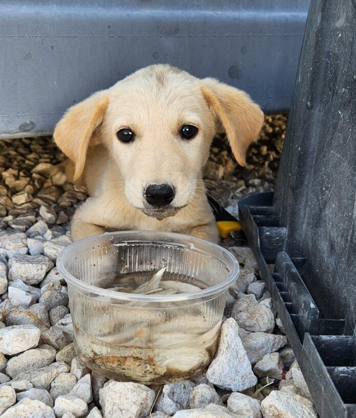 Navy sailor trying to rescue puppy left in Middle East and bring her home to U.S.