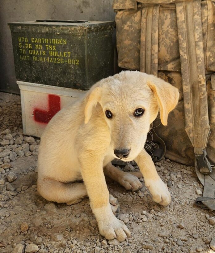 UPDATE: Navy sailor who wanted to rescue puppy left behind in Middle East welcomes her to Florida