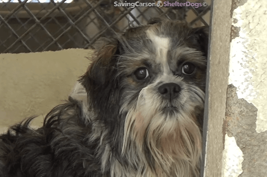Owner complained about dog’s negative behavior before leaving him at shelter