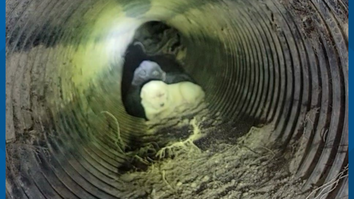 Georgia family had given up hope their lost dog would be found until fate stepped in with happy news