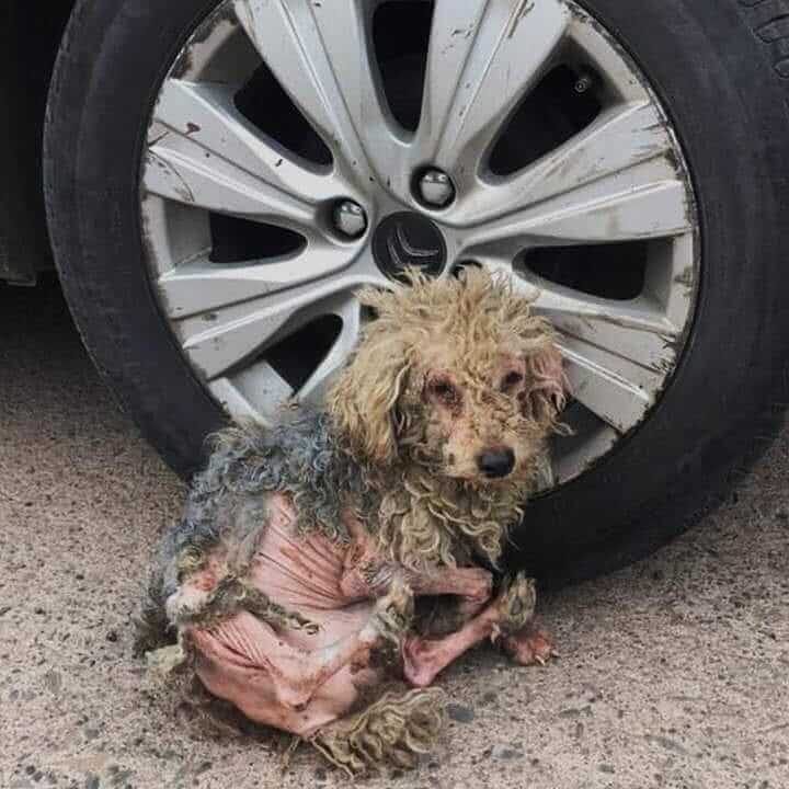 Maybe this was the life of suffering behind your cute puppy