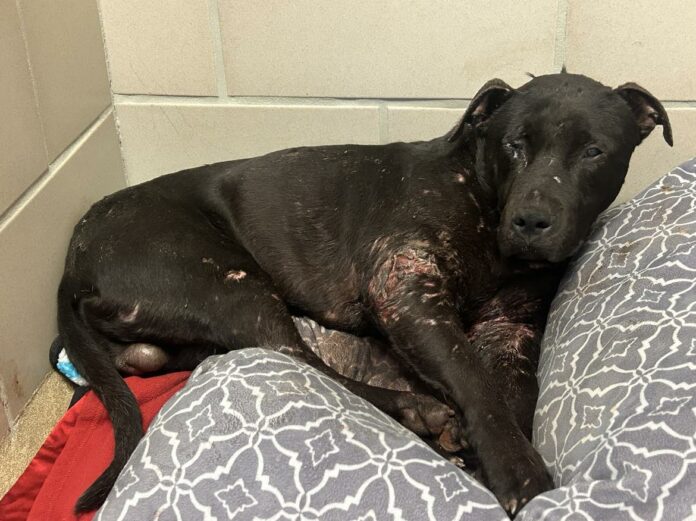 Kratos: A dog’s will to survive overcomes the cruelty and neglect he faced