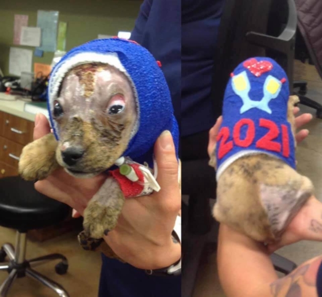 Update on Kringle: Puppy that has been ‘to hell and back’