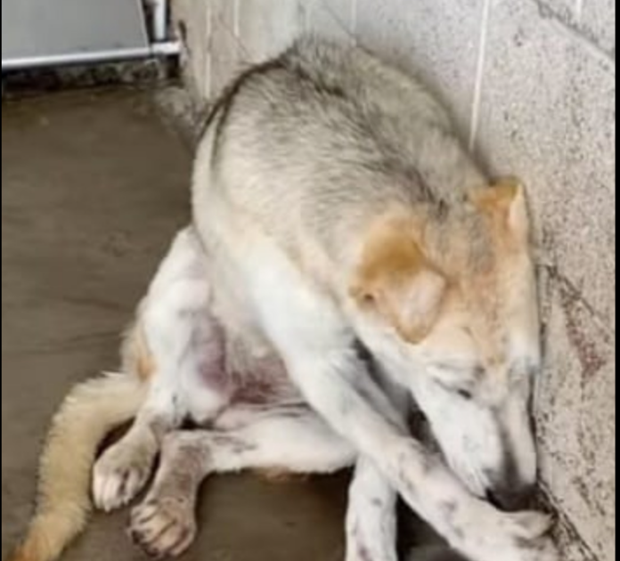 Heartbreaking story of abandoned dog who isn’t getting a chance at overcrowded shelter