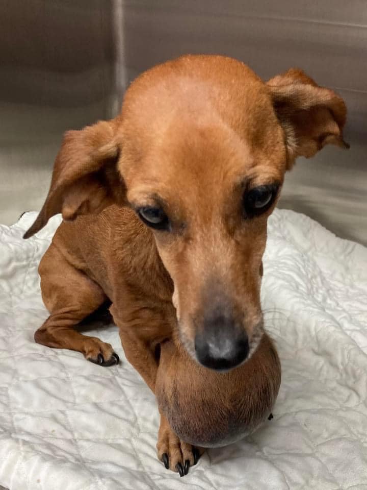 Tiny dachshund with huge tumor remains sweet and hopeful that humans will help her