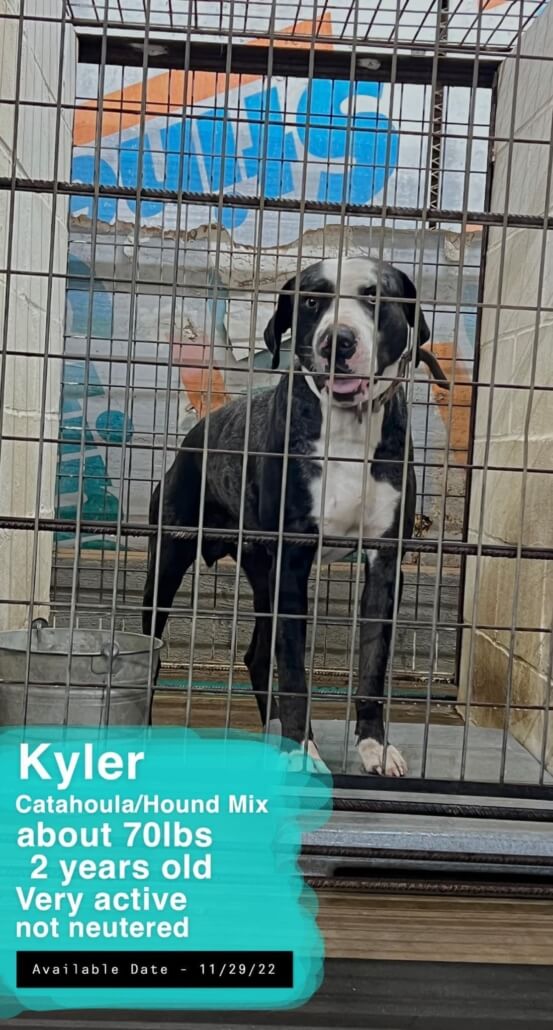 kyler-dog-1-553x1030-1