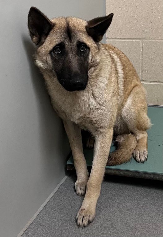 Family had too many dogs, rarely bothered to socialize her and now her life may end at shelter