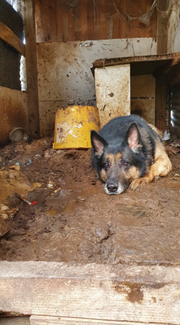German shepherd spent his entire 8 years locked in a shed