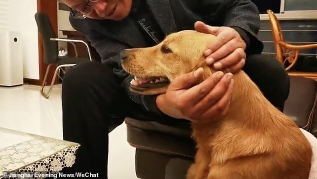 Loyal golden retriever walked 62 miles for two weeks to return home