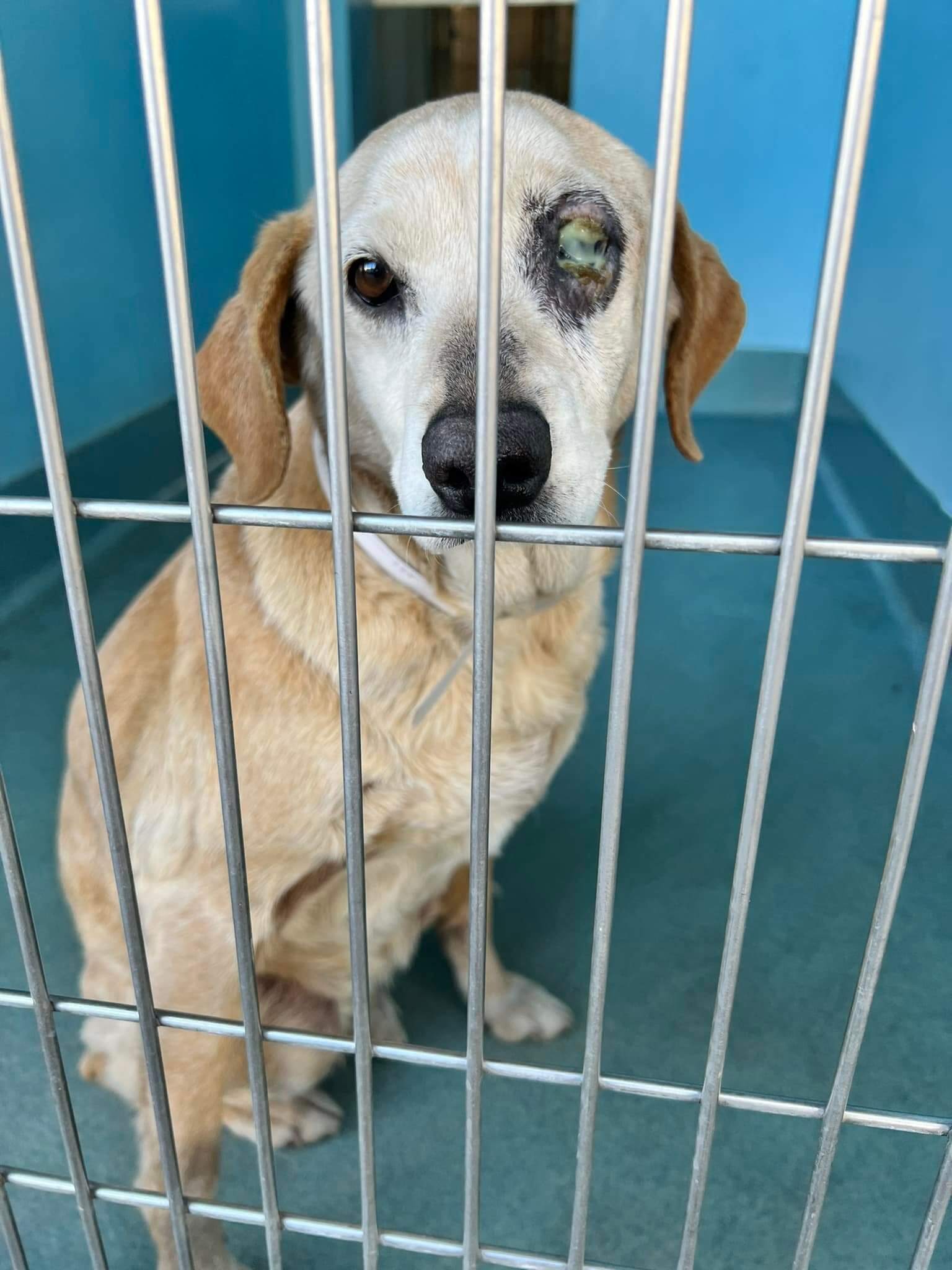 Adopted from Baldwin Park Shelter at 2 and returned to the shelter at 11 poor girl is sad and scared