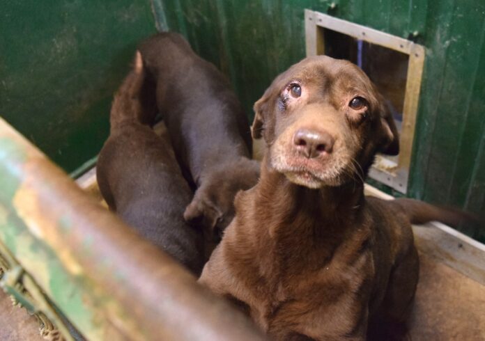 Missouri Humane Society rescues 97 Labrador retrievers from breeder for third time