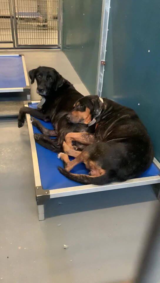 Three weeks later and surrendered heartbroken seniors still at shelter