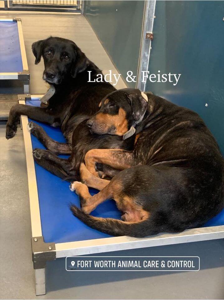 lady-and-feisty1