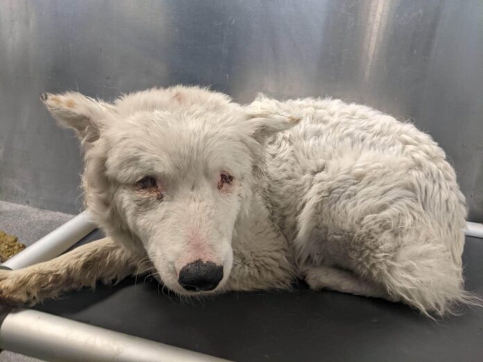 Heartbreaking: Stray blind dog and her seeing eye buddy on Dallas shelter death row