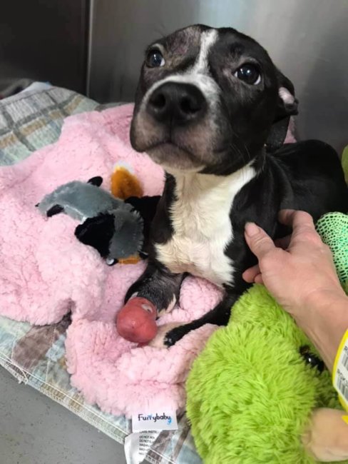 Someone cut off a 3-month-old puppy’s paws: Now she is being helped