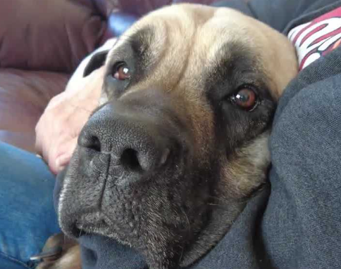 Tearful reunion as missing mastiff makes miraculous return home after 3 months
