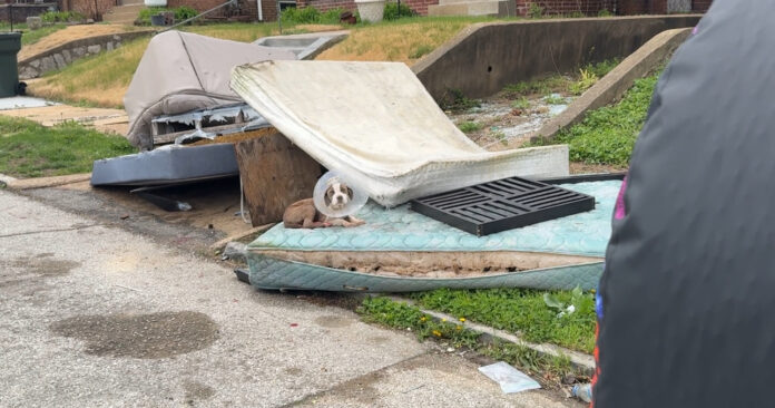UPDATE: Injured and terrified puppy found lying on discarded mattress wearing cone