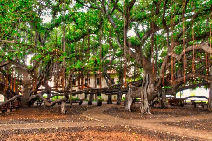 Glimmer of hope to save 150 year old Lahaina banyan tree along with rescuing pets in dire need