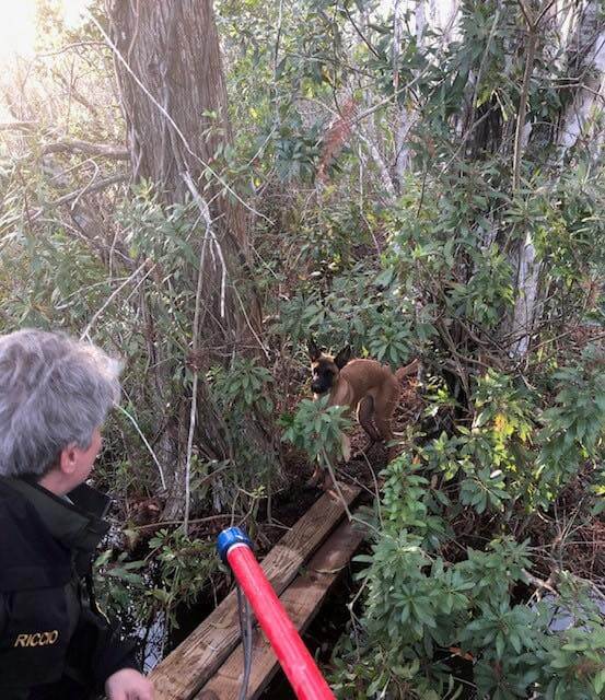 Florida animal officer rescues stranded dog from swampy alligator marshes