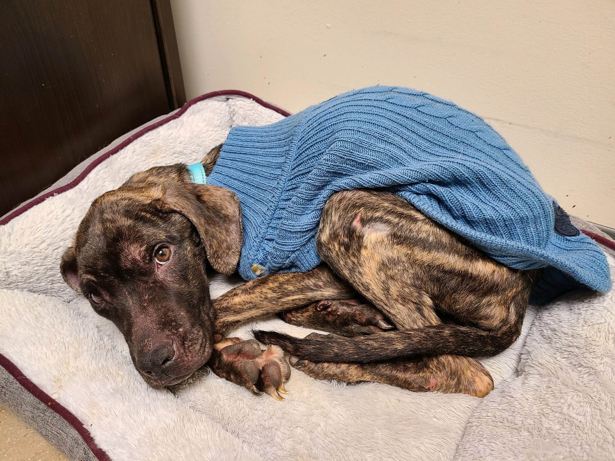 New life of hope for Lakota who was found nearly starved to death