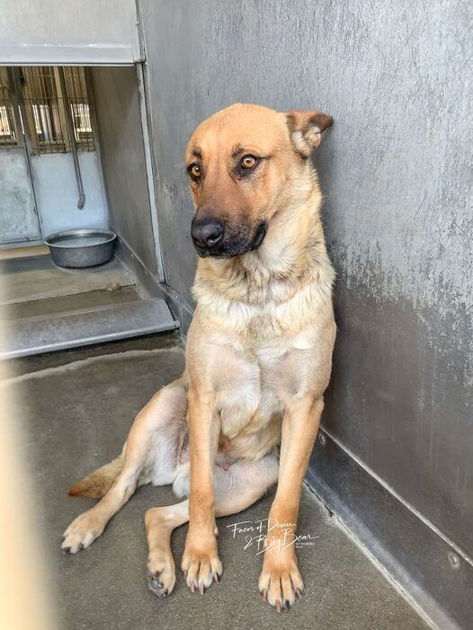 ‘Lala’ waits at shelter for a family: Sweet but frightened