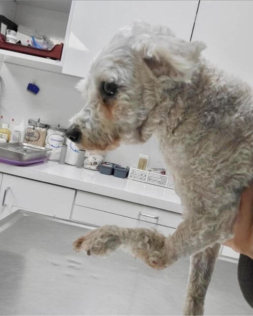 Heartbreaking plea to help surrendered pup with month old broken leg