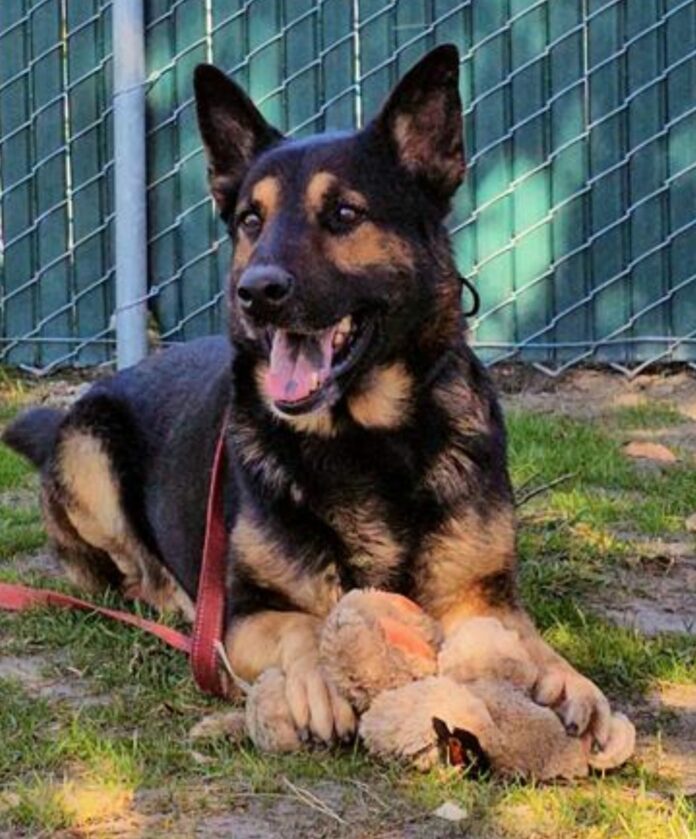 Gorgeous and friendly German shepherd moved to euth’ list at shelter for being there too long