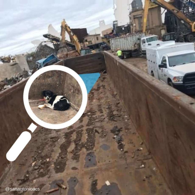 Stowaway dog hid in a box car on train arriving from Mexico